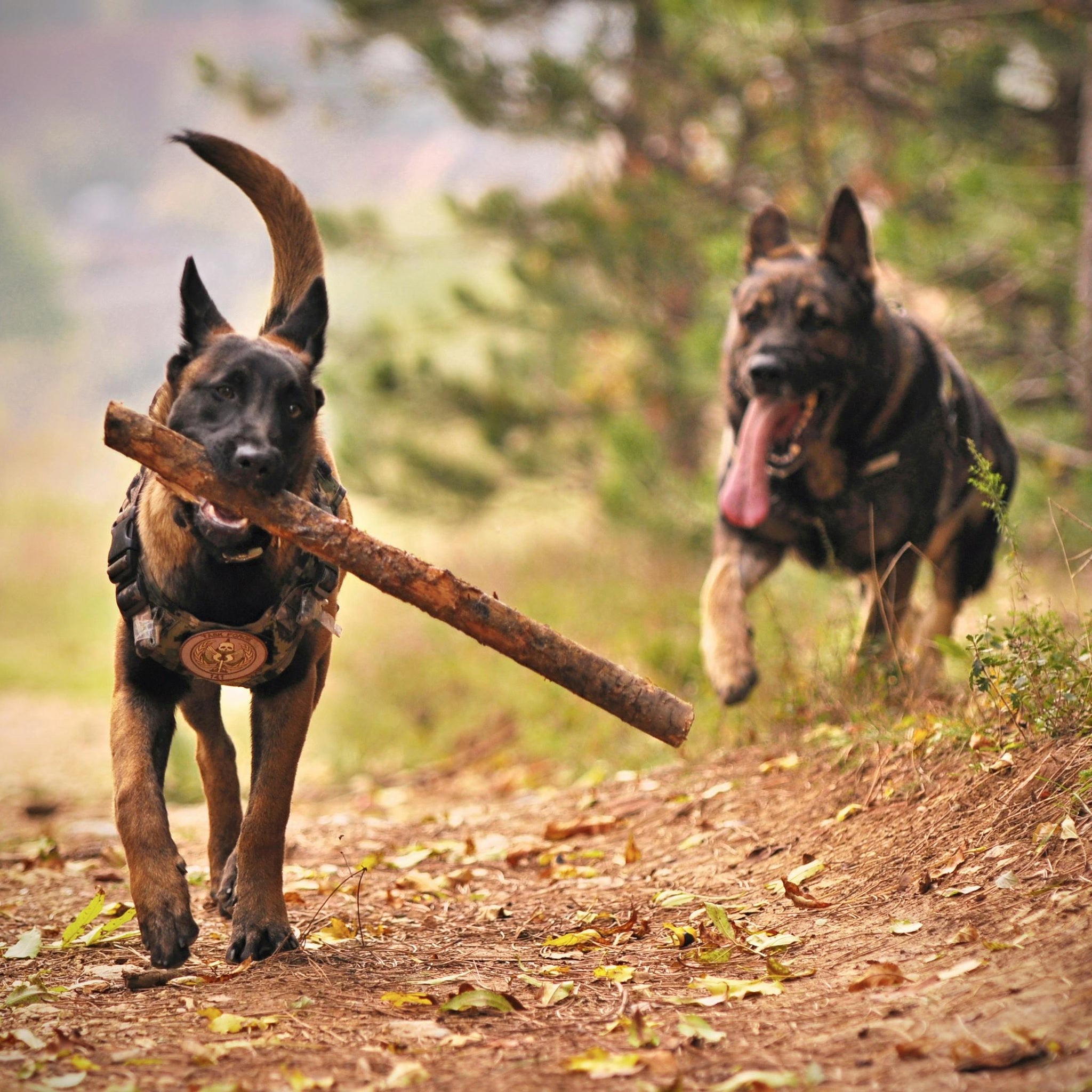 Benvenuti nel Mondo degli Animali Domestici!