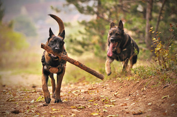 Benvenuti nel Mondo degli Animali Domestici!