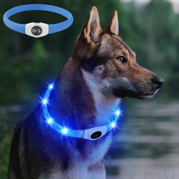 Nuovo collare luminoso a LED per cani in PVC impermeabile